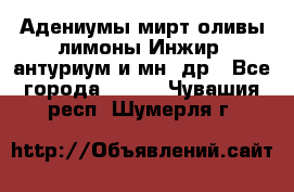 Адениумы,мирт,оливы,лимоны,Инжир, антуриум и мн .др - Все города  »    . Чувашия респ.,Шумерля г.